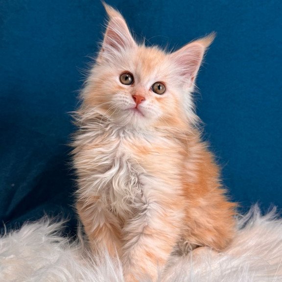 Maine Coon EZ Bentley