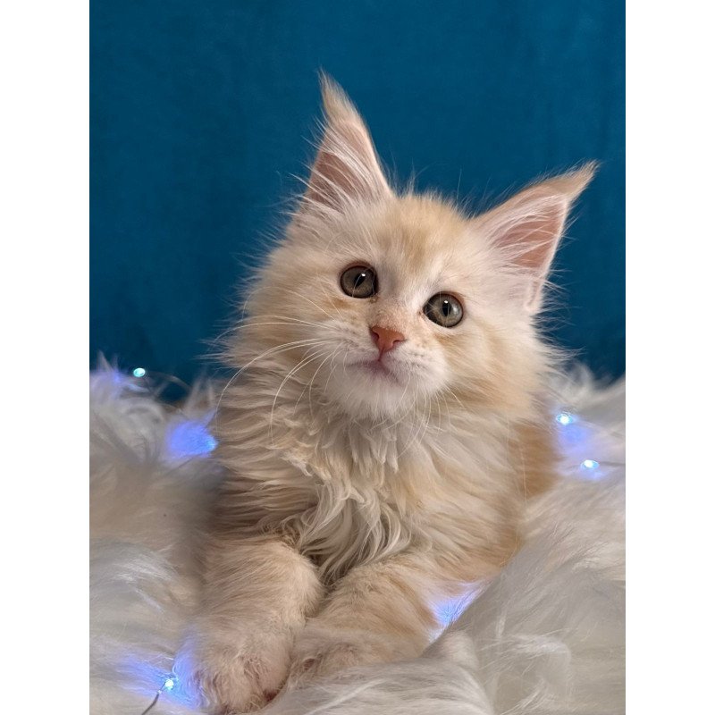 Maine Coon EZ Bentley