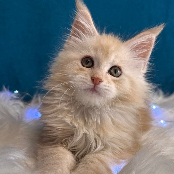 Maine Coon EZ Bentley