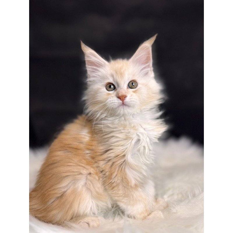 Maine Coon EZ Bentley