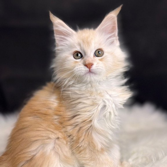 Maine Coon EZ Bentley