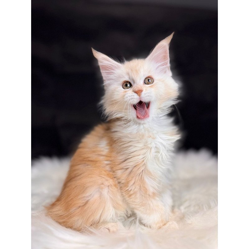 Maine Coon EZ Bentley