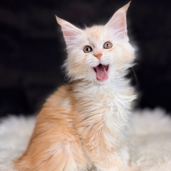 Maine Coon EZ Bentley