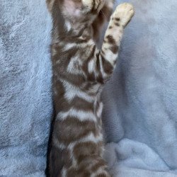 Bengal EZ Gucci