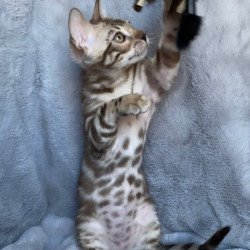 Bengal EZ Gucci