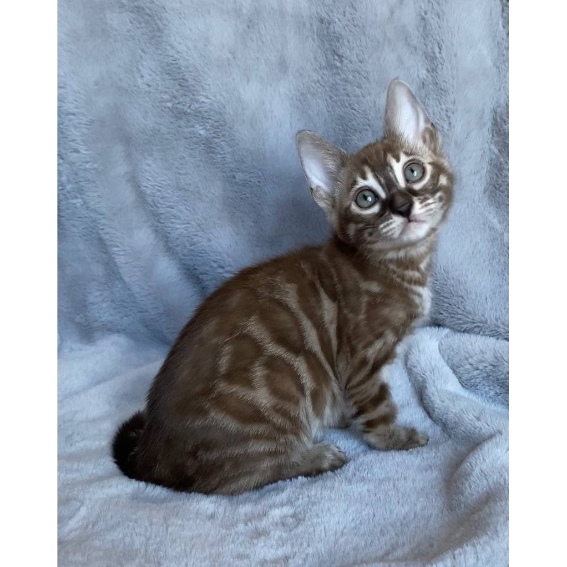 Bengal EZ Hilda