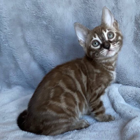 Bengal EZ Hilda