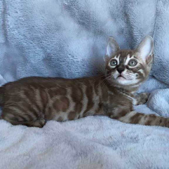 Bengal EZ Hilda