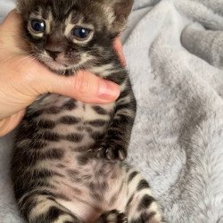 Bengal EZ Isolde