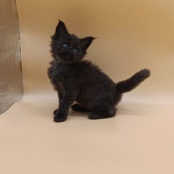 Maine Coon EZ Iris