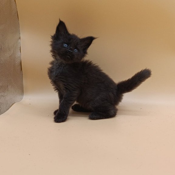 Maine Coon EZ Iris