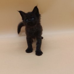 Maine Coon EZ Iris
