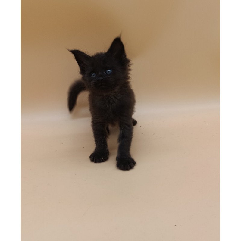 Maine Coon EZ Iris