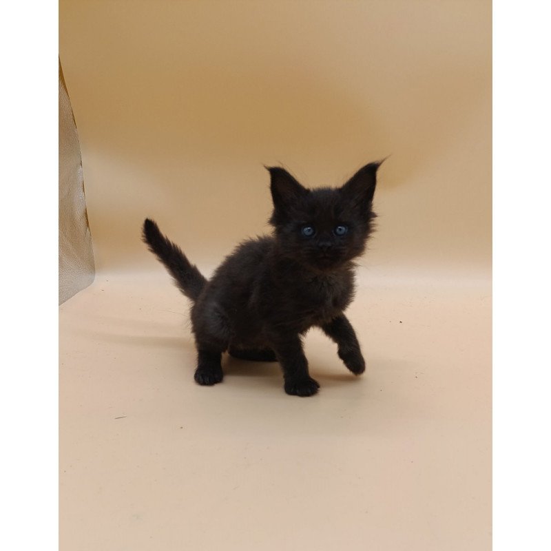 Maine Coon EZ Iris