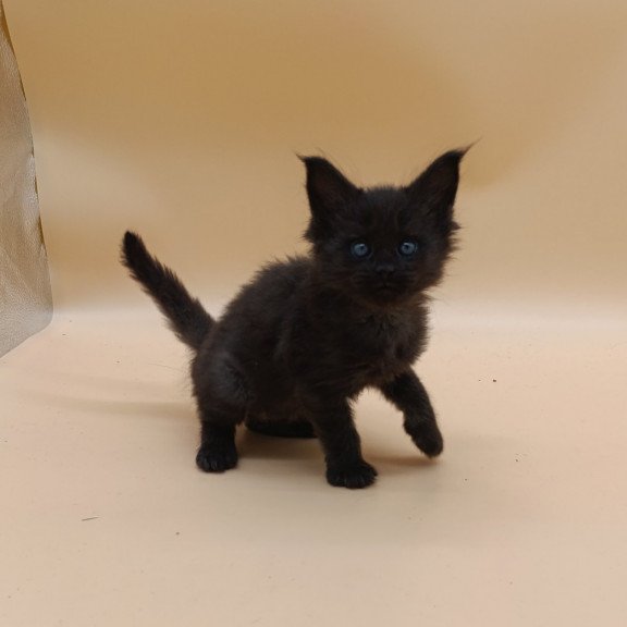 Maine Coon EZ Iris