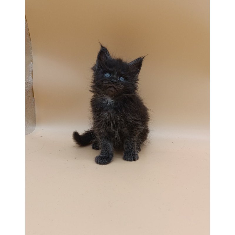 Maine Coon EZ Isabelle