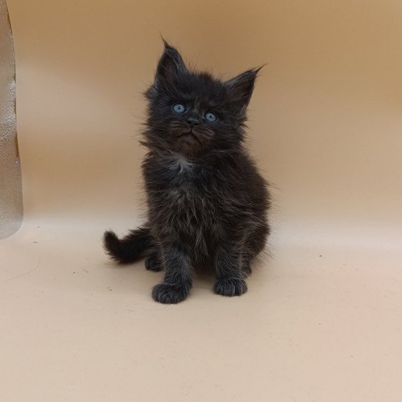 Maine Coon EZ Isabelle