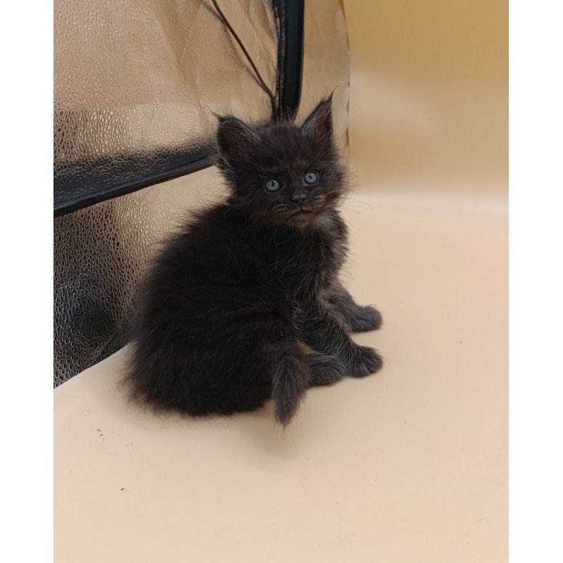 Maine Coon EZ Isabelle