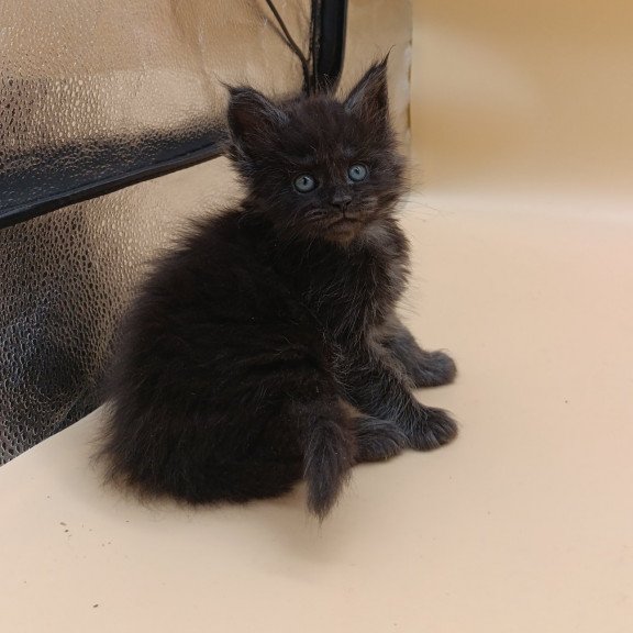 Maine Coon EZ Isabelle