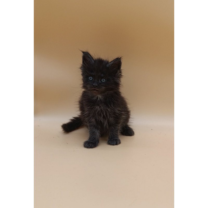 Maine Coon EZ Isabelle