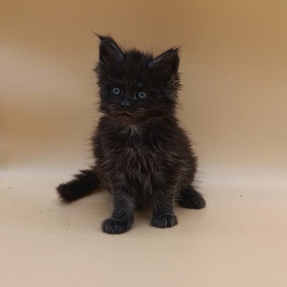 Maine Coon EZ Isabelle