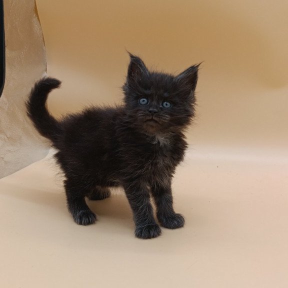 Maine Coon EZ Isabelle