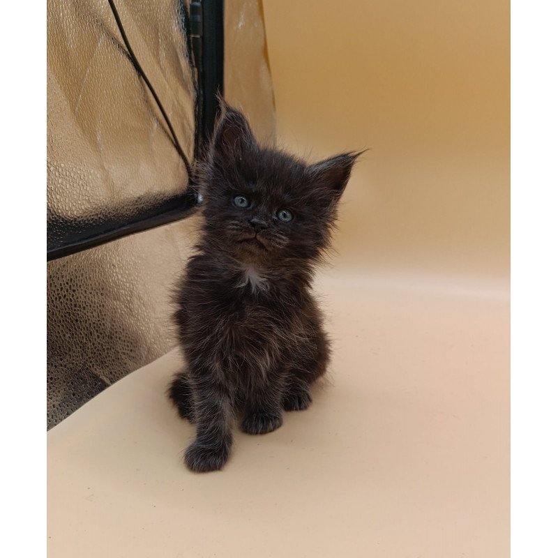 Maine Coon EZ Isabelle