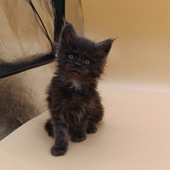 Maine Coon EZ Isabelle