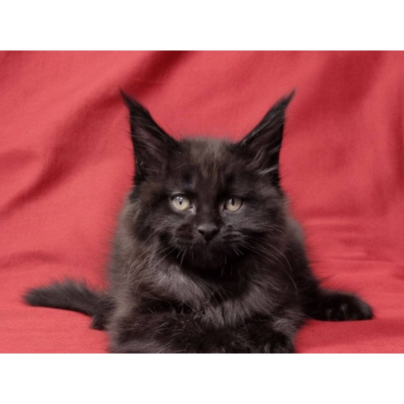 Maine Coon EZ Prince