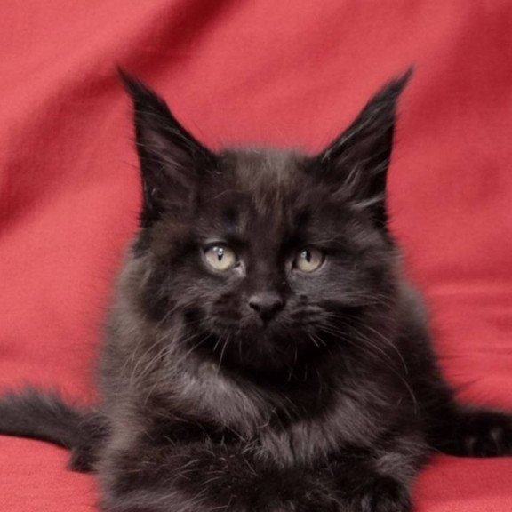Maine Coon EZ Prince