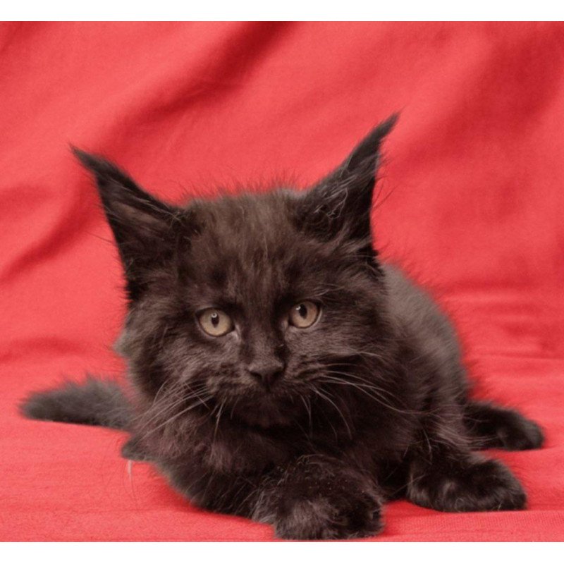 Maine Coon EZ Prince