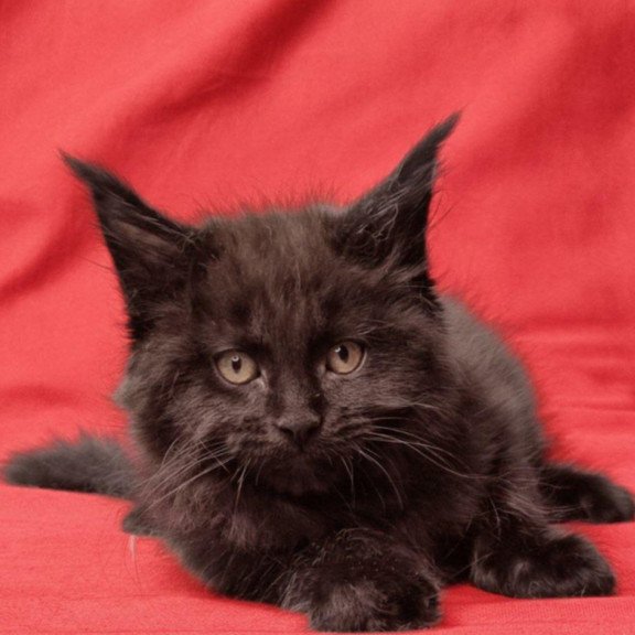 Maine Coon EZ Prince