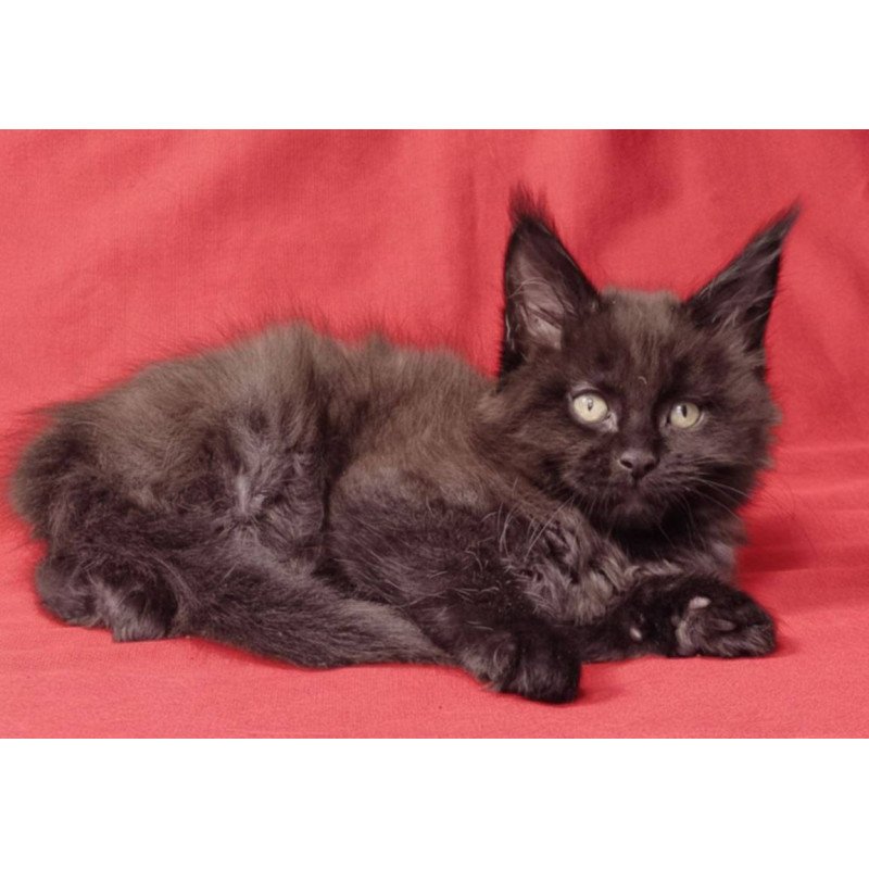 Maine Coon EZ Prince