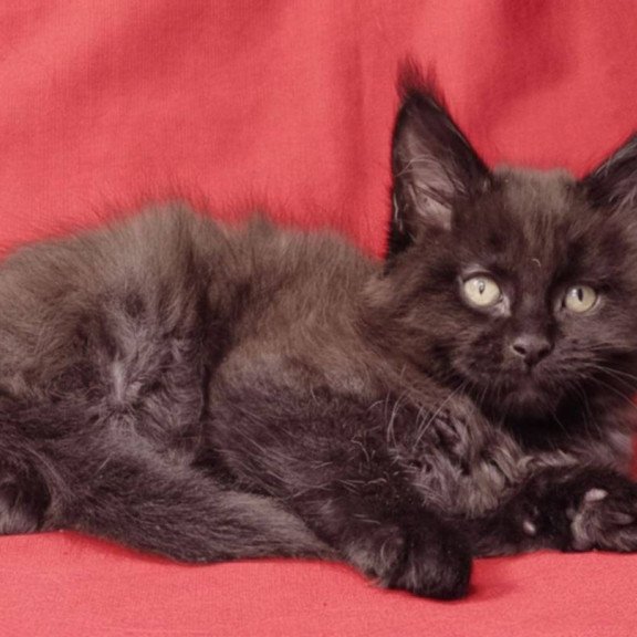 Maine Coon EZ Prince