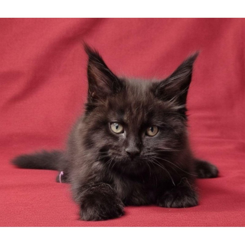 Maine Coon EZ Prince
