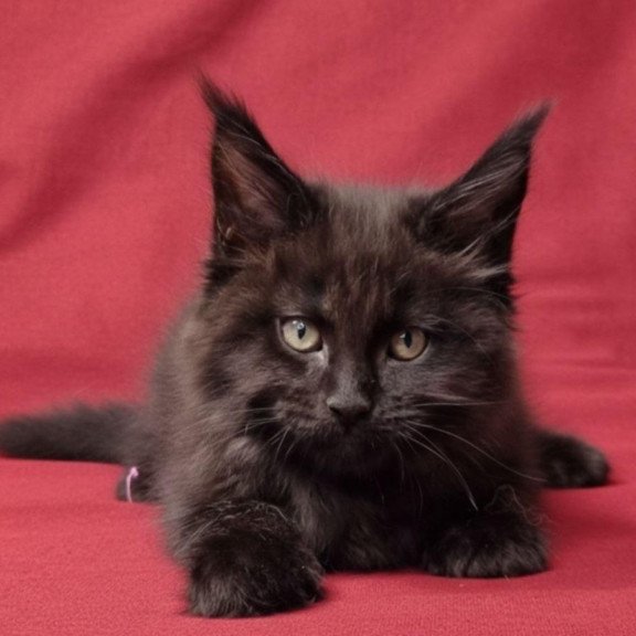 Maine Coon EZ Prince