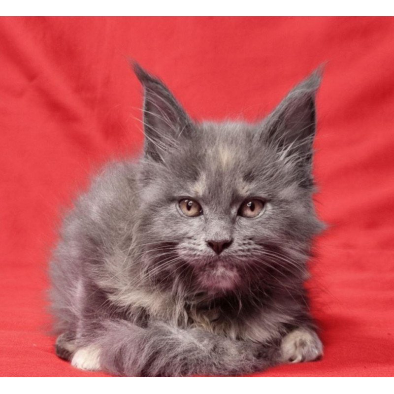 Maine Coon EZ Puma