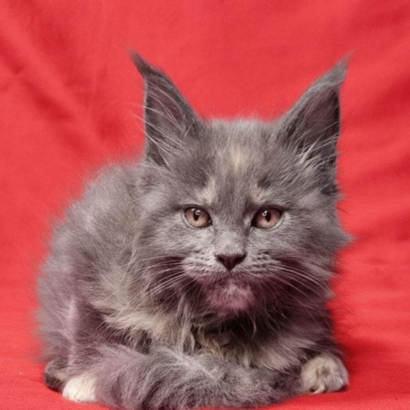 Maine Coon EZ Puma
