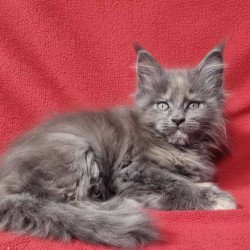 Maine Coon EZ Puma