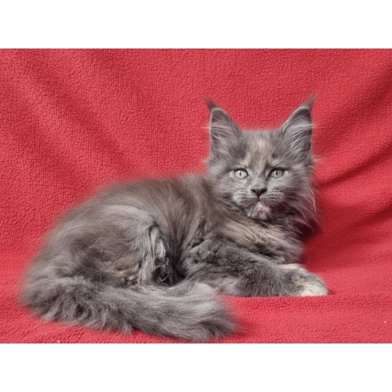 Maine Coon EZ Puma