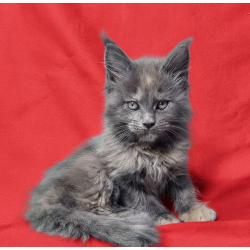 Maine Coon EZ Puma