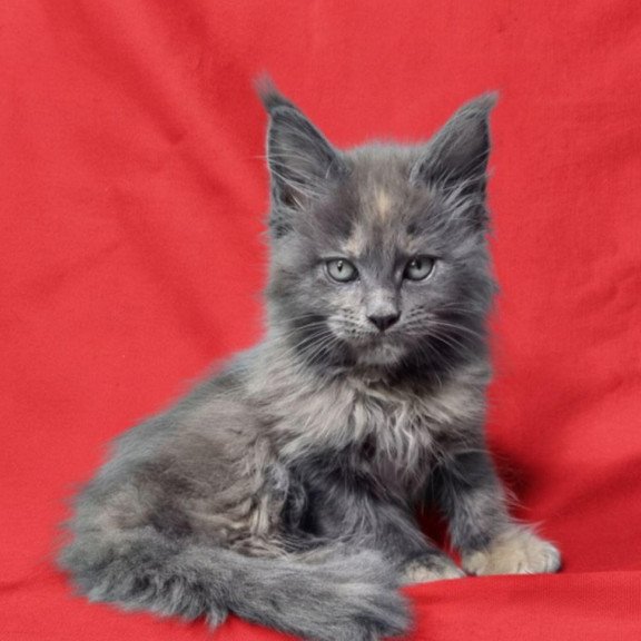 Maine Coon EZ Puma
