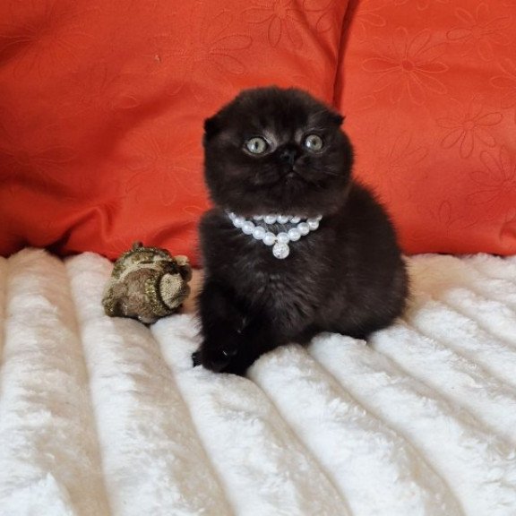 Koko Scottish