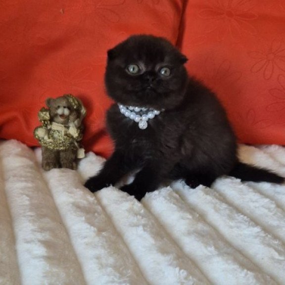 Koko Scottish