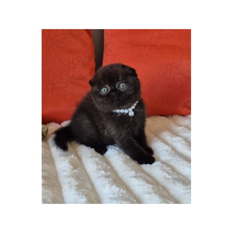 Koko Scottish