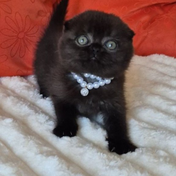 Koko Scottish