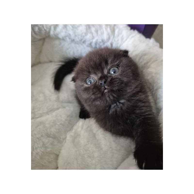 Koko Scottish