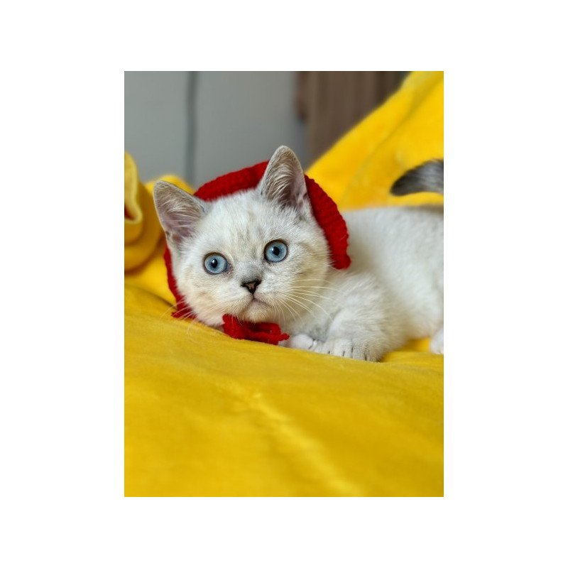 Munchkin Alva Naytiri