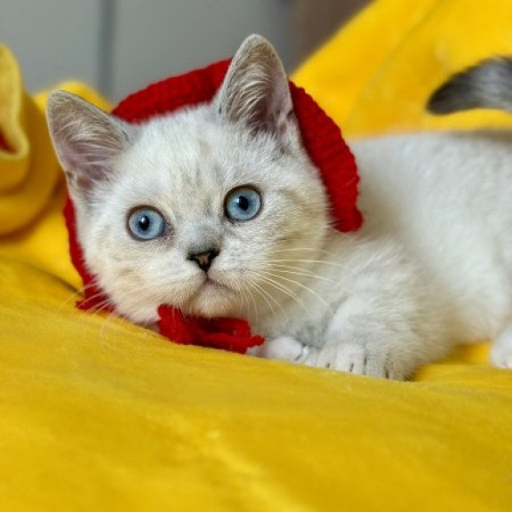 Munchkin Alva Naytiri