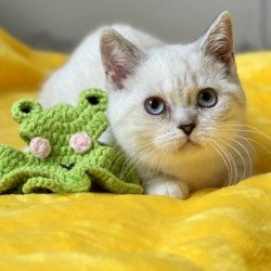 Munchkin Alva Naytiri